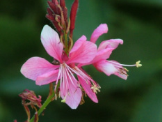 Gaura lindheimeri 'Siskiyou Pink'Prachtkaars bestellen